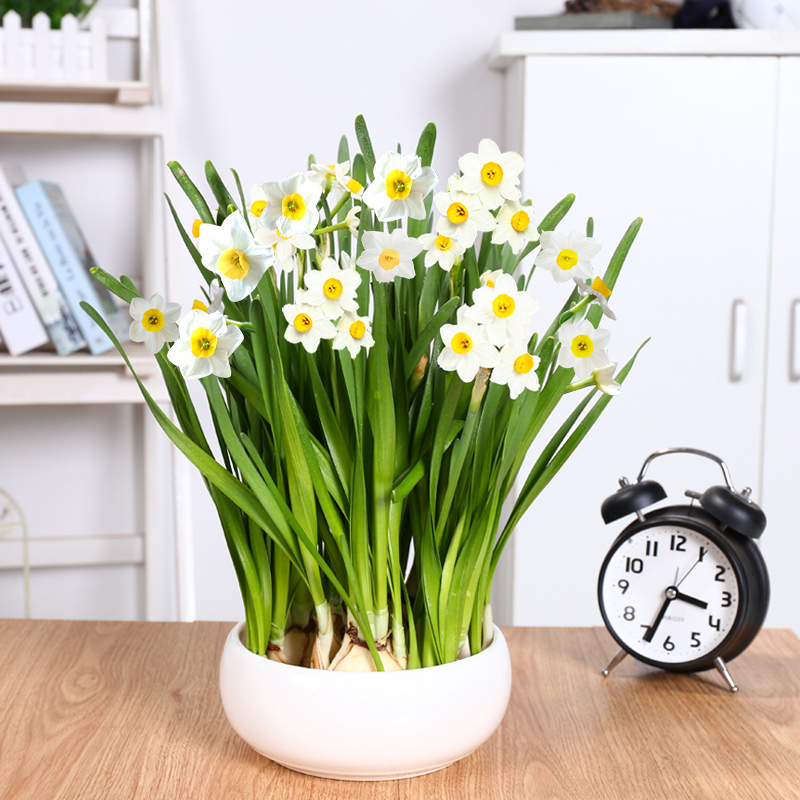 春晚|我给水仙取了个名字叫春晚花，100张水仙图片大赏