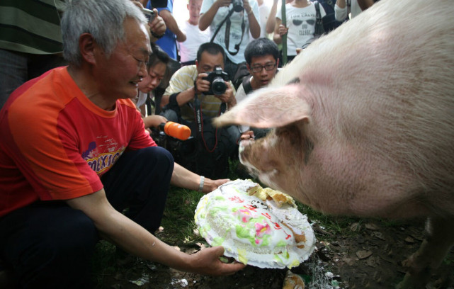 热点微评社 考虑安乐死！14岁“猪坚强”情况很糟，网友：希望它活到5.12！