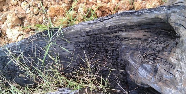 奶豆说育儿|10多米!广元羊木河疑似现千年乌木 乌木价值不菲,为何广元很多