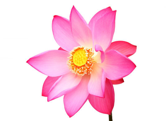 星临天下|进入9月上旬，吉星照耀，4属相不断奋斗，未来一帆风顺