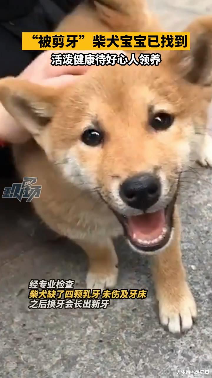 人生百态尽显真 广州被剪牙柴犬宝宝已找到，发廊老板的谎言全部戳穿，细思极恐