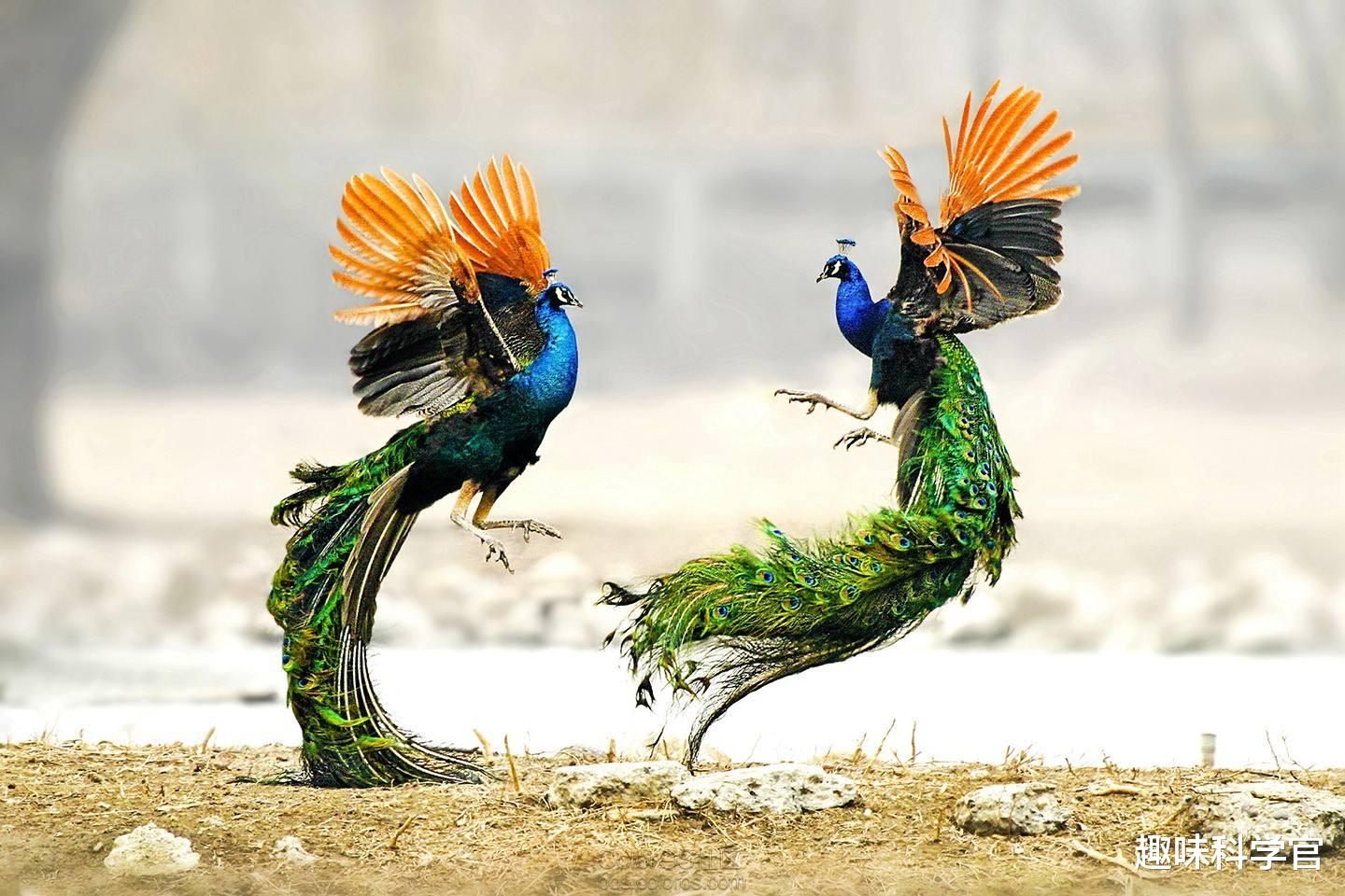 在害怕什么？人类为什么隐藏排卵期？而其他动物都有明确的信号