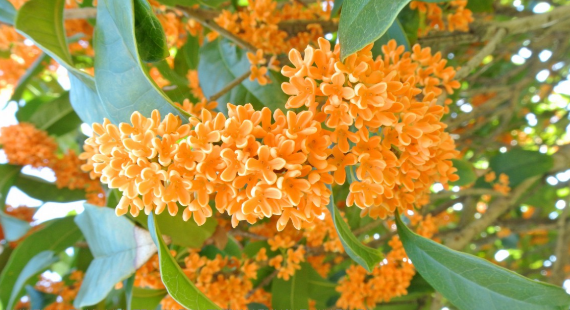 生肖|6月底，人见人帮，财路敞开，钱来不散，3生肖喜钱入兜，福运进门，苦尽甜来