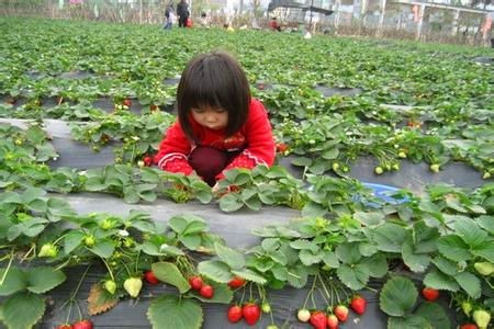 草莓采摘园生意远不如前,为何如今大家不愿意去了?网友说出原因