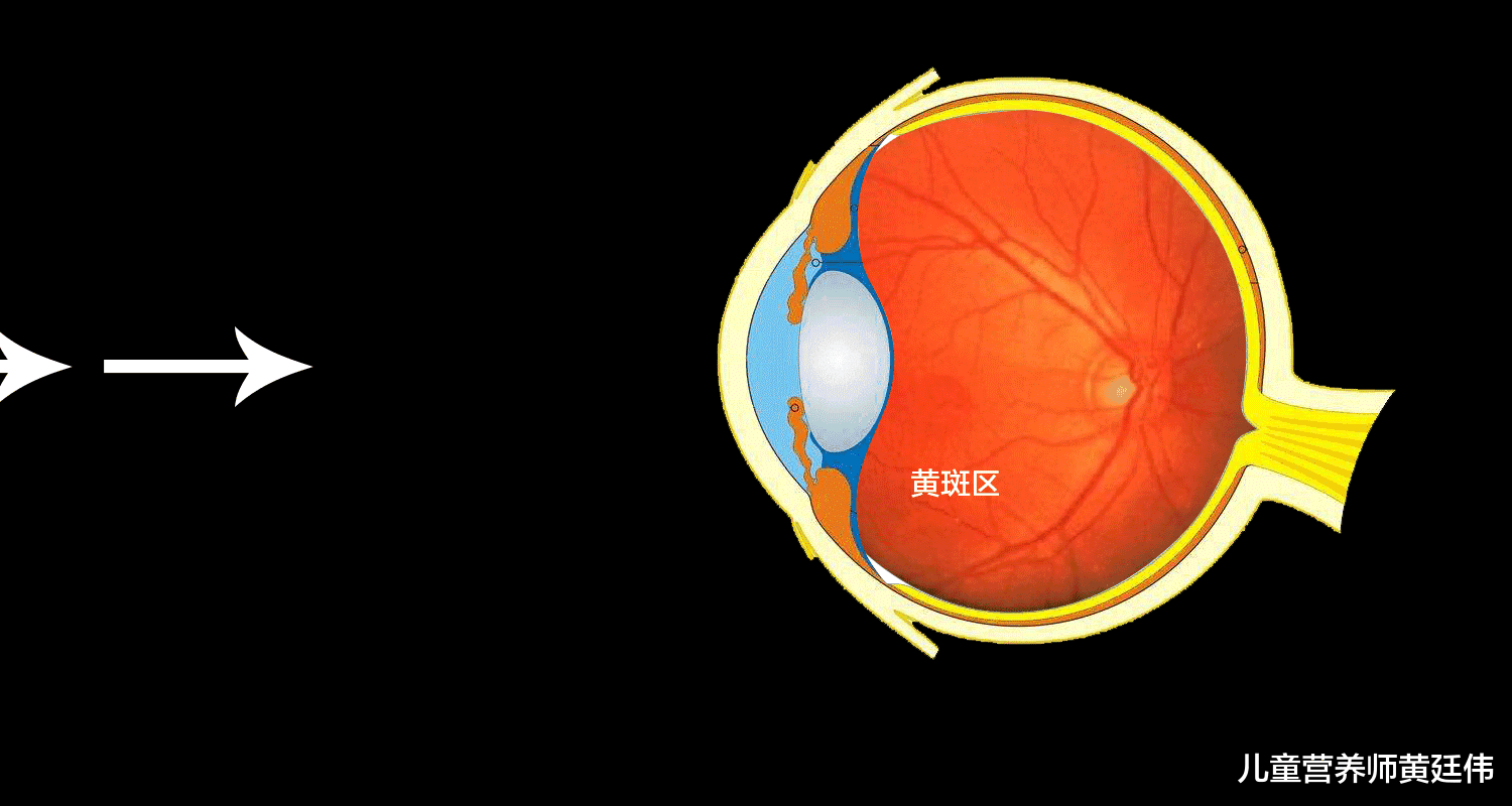 儿童营养师黄廷伟|叶黄素-能缓解孩子视觉疲劳,预防长时间的电子设备带来的伤害