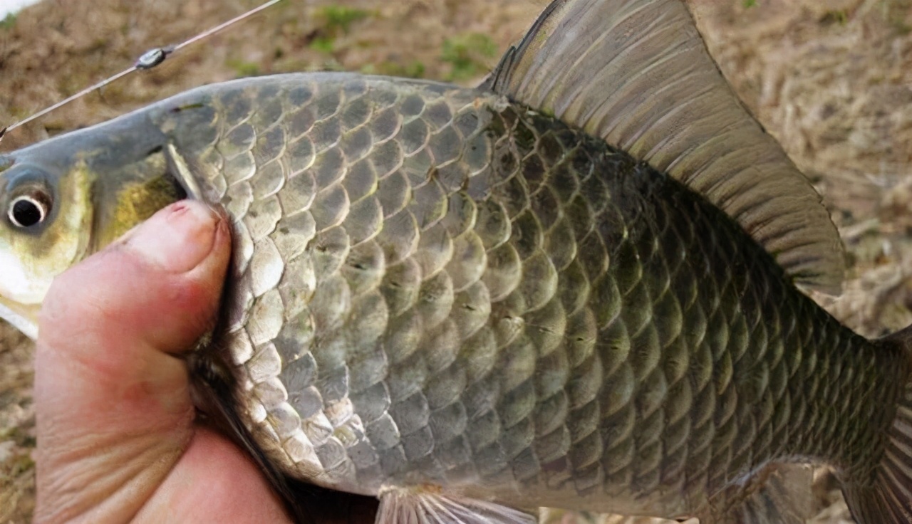 饵料|别说说夏季用素饵了,真正适合夏天钓鱼的饵,是发酵饵