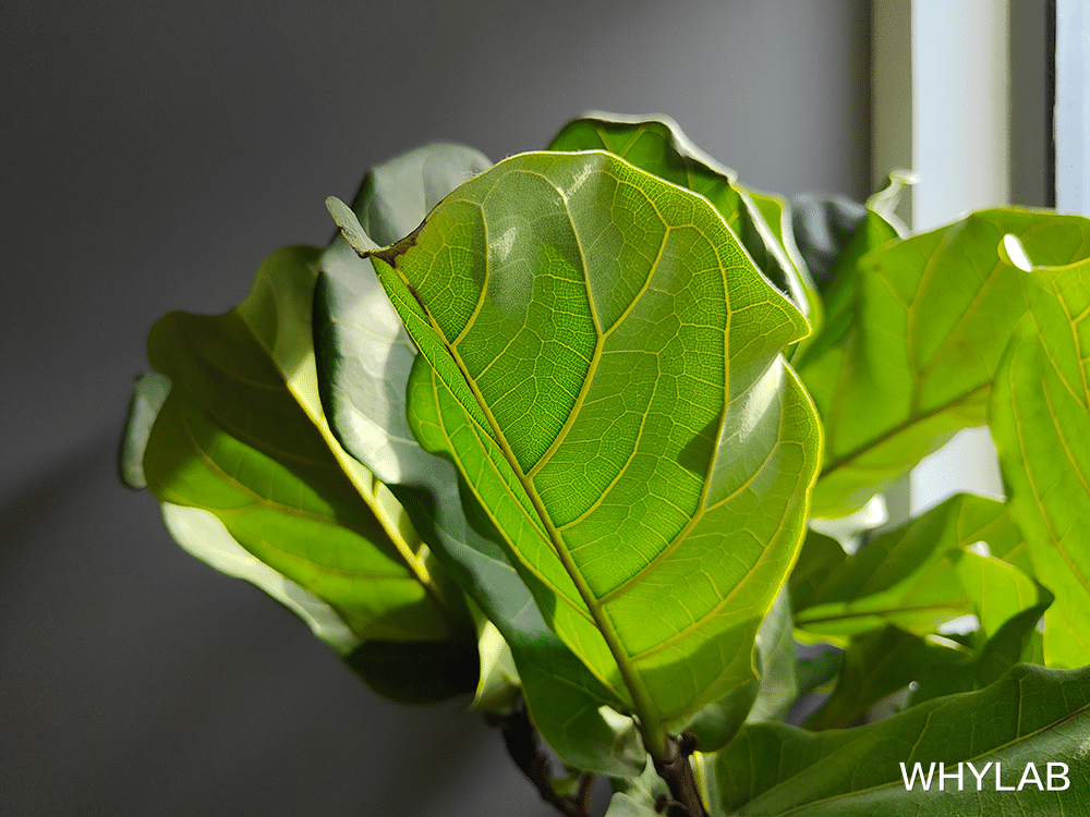 刘尚林 下半年骁龙 888 性能机有了新名字：一加 9RT