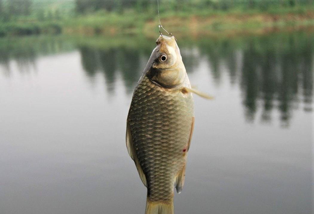 |天冷钓鱼有鱼泡无鱼口，在这几方面进行调整，渔获不比平时差