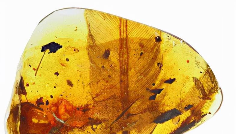 昆虫 琥珀里的昆虫万年不腐,古人为何不用琥珀来给尸体做防腐?