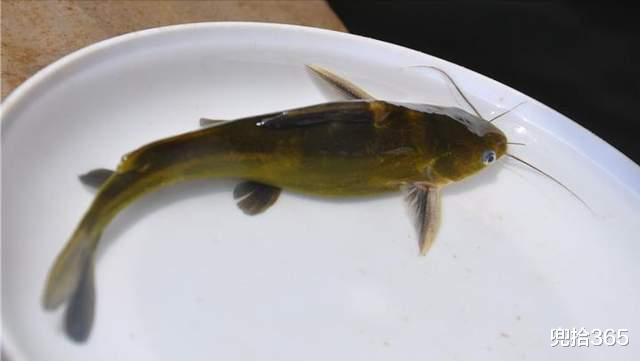 |常见的一种淡水鱼,身上带着3根毒刺,一旦被它们伤害将终生难忘