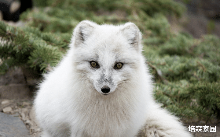 北极狐 北极狐可不都是白色的！