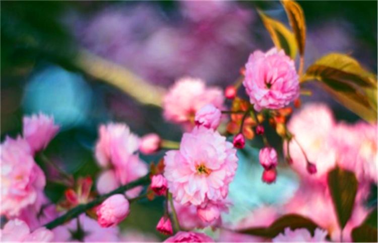 生肖|这三大生肖性格低调，低调做人，高调做事，福缘深厚，平凡而不平