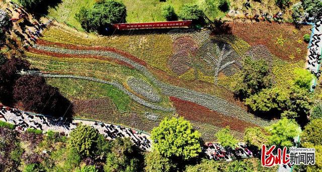 河北新闻网 河北秦皇岛：郁金香花展美如画