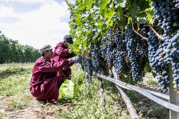 葡萄酒|法国餐厅服务员瞧不起中国人，他拍案而起：让你知道什么是中国人