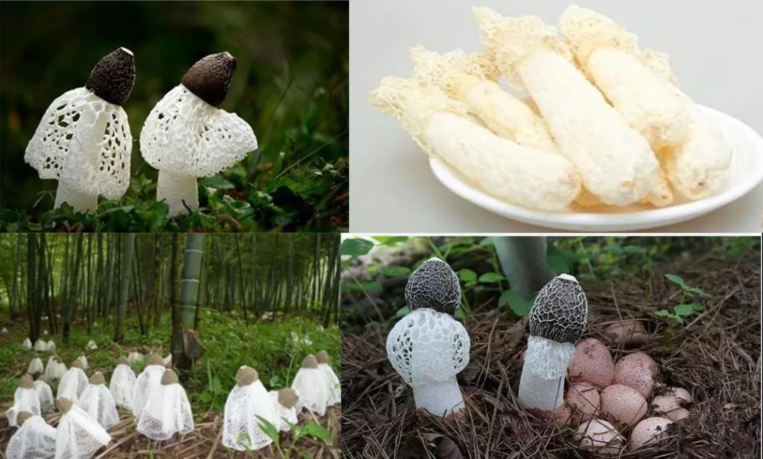 感冒|菌菇中，1种超高钾，6种低钾，一定要记住！