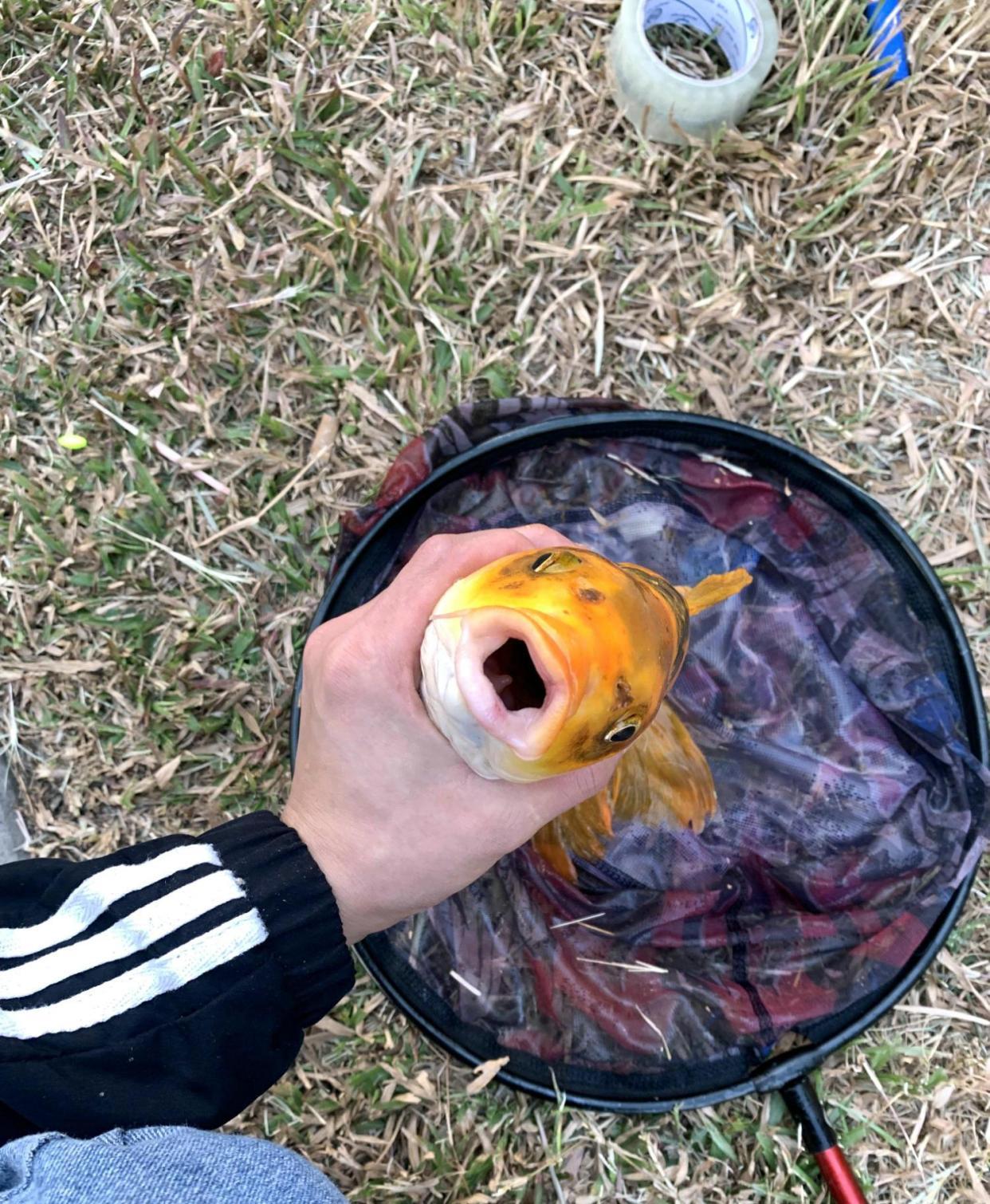 深圳市|价值上千?深圳钓友钓了条奇鱼,有人出1000想买,钓友:已经放了