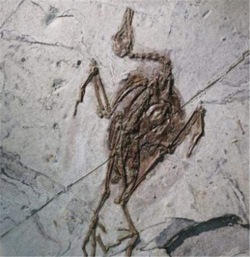 蝙蝠 蝙蝠的先祖是谁？考古学家发现1.25亿年前的化石，让人不寒而栗