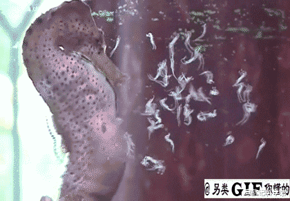 基因 进化的选择：卵生还是胎生？