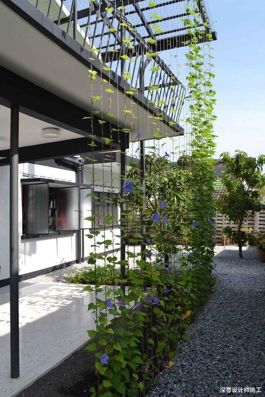 |不花钱买遮阳窗帘,靠绿植做窗前遮阳,室内外分分钟成了天然氧吧