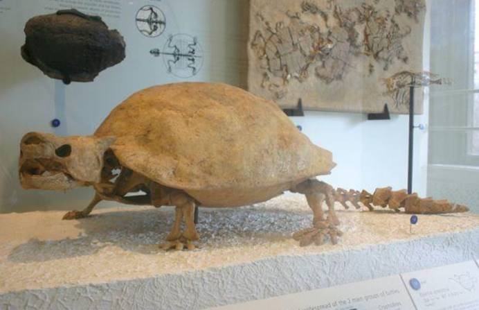 神兽“玄武”果然存在,因肉质鲜美,在2000年前被人类吃光