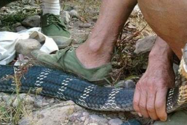 眼镜王蛇 眼镜王蛇和眼镜蛇有何不同？它们真的没有天敌吗？竟能毒死大象？