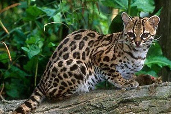 豹猫 猫也成了保护动物？瓦屋山首现豹猫，不少小鸟毁在它嘴里