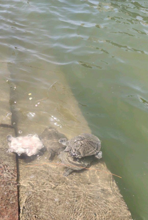 江西|甲鱼成群上岸产卵？江西钓鱼人夜钓，岸边捉住四只甲鱼