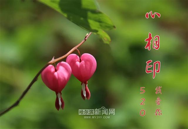 哈尔滨新闻网 好热，但是好喜欢｜这样的你，爱了