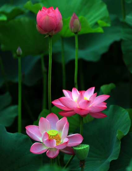 星临天下|7月中旬，吉星照耀，4属相事业棒、桃花旺，日子一顺百顺