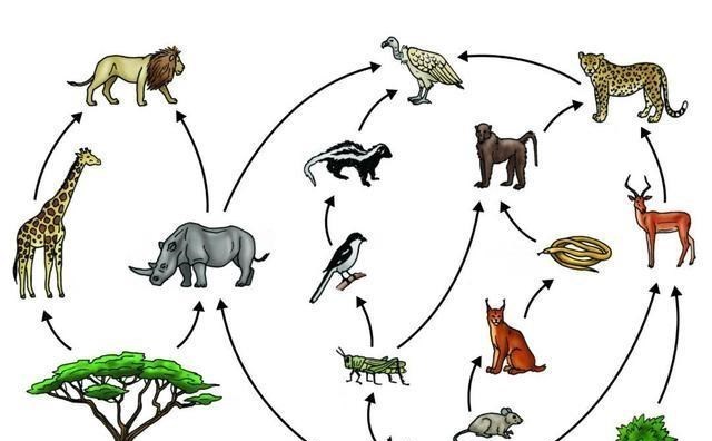 宇航员 人类只吃食草动物，几乎不吃食肉动物，是因为口感问题吗？