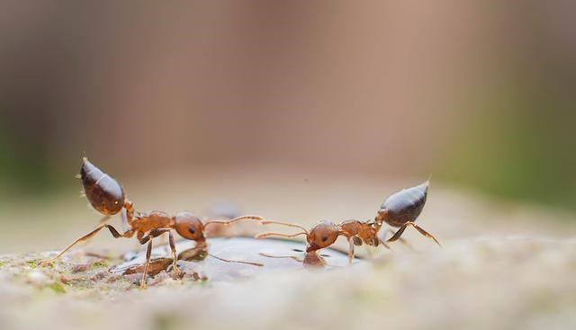 蟑螂 世界十大繁殖能力最强的动物（点评）