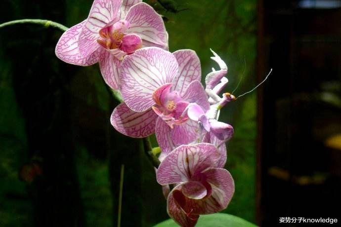 新型冠状肺炎 动物界的伪装大师!能全看出来算你厉害!