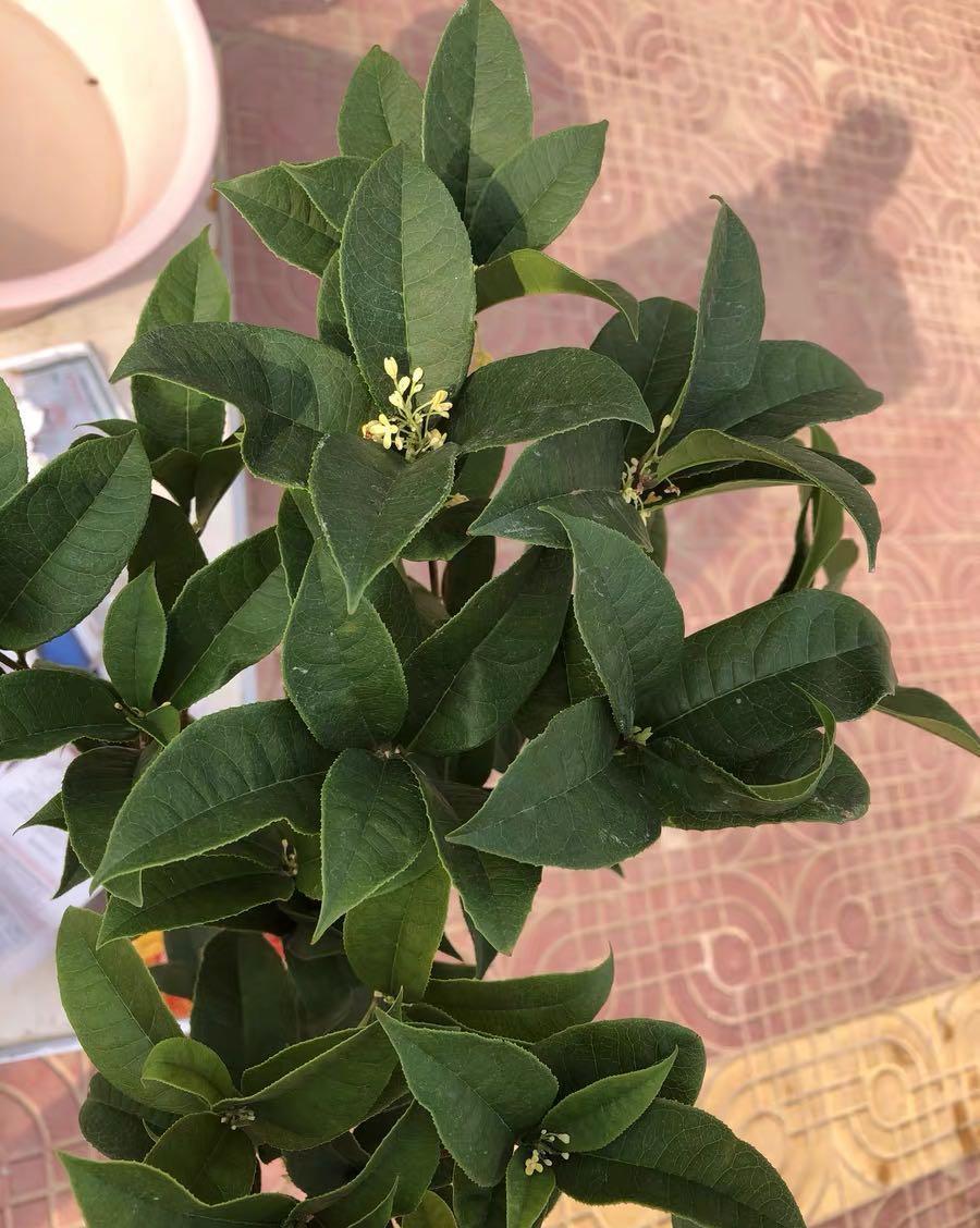 说说家装那点事儿|桂花迎来花期，抓紧施肥，北方地区8月盛开，追肥开花更多