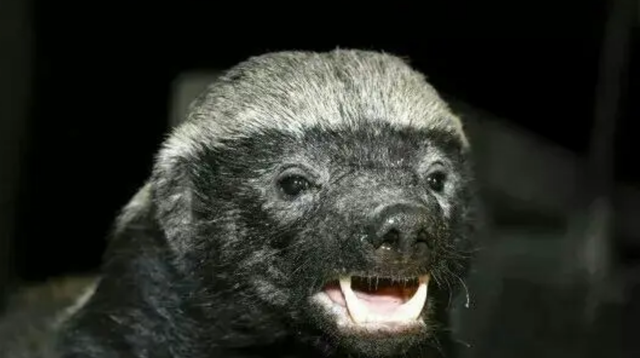 太阳系 “平头哥”蜜獾不好惹，有这么多天敌，却没有一种对它有严重危害