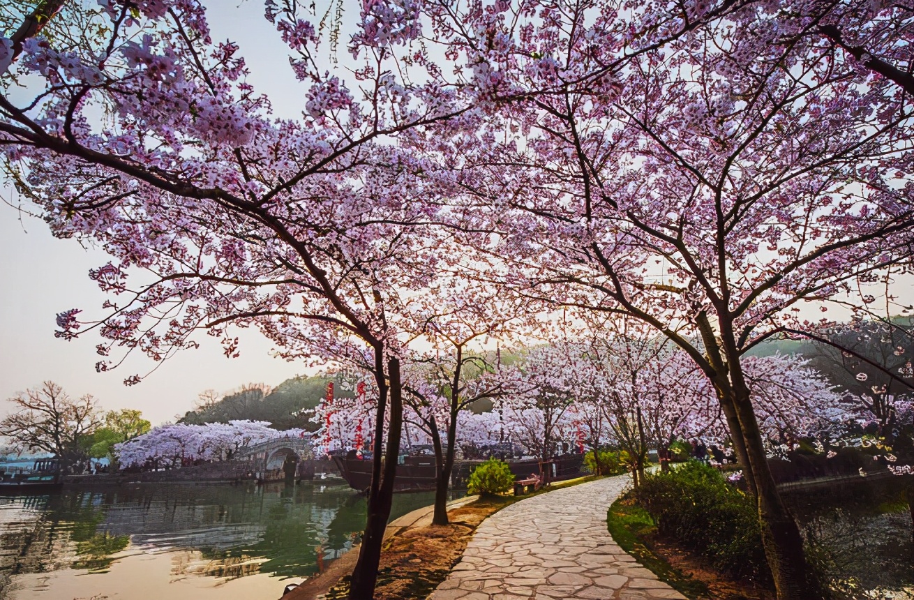 鼋头渚 3月，我建议你一定要去一次鼋头渚，美到不想离开