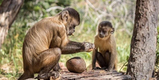 石器时代 有一种生物可能进入“石器时代”，会跟人类抢夺地球的霸主权吗？