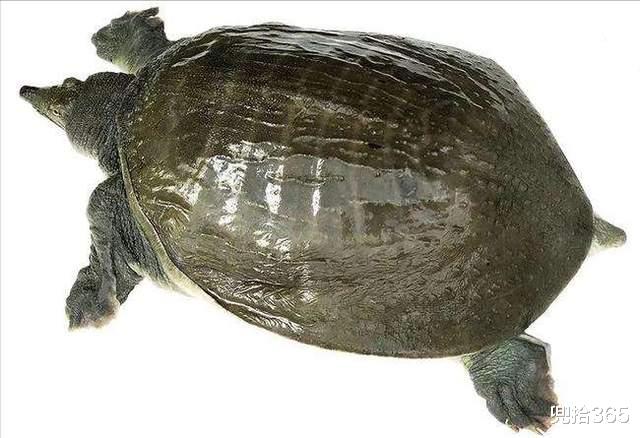 大板|鱼没有钓到捞了一桶甲鱼，河北一男子的罕见经历，网友：适当索取