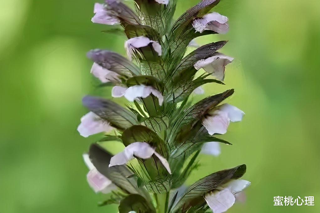 蜜桃心理|心理学：让男人放不下的了，往往是女人身上这4个地方