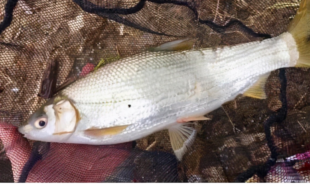 钓鱼|钓鱼！不再做空军！看这里看这里！