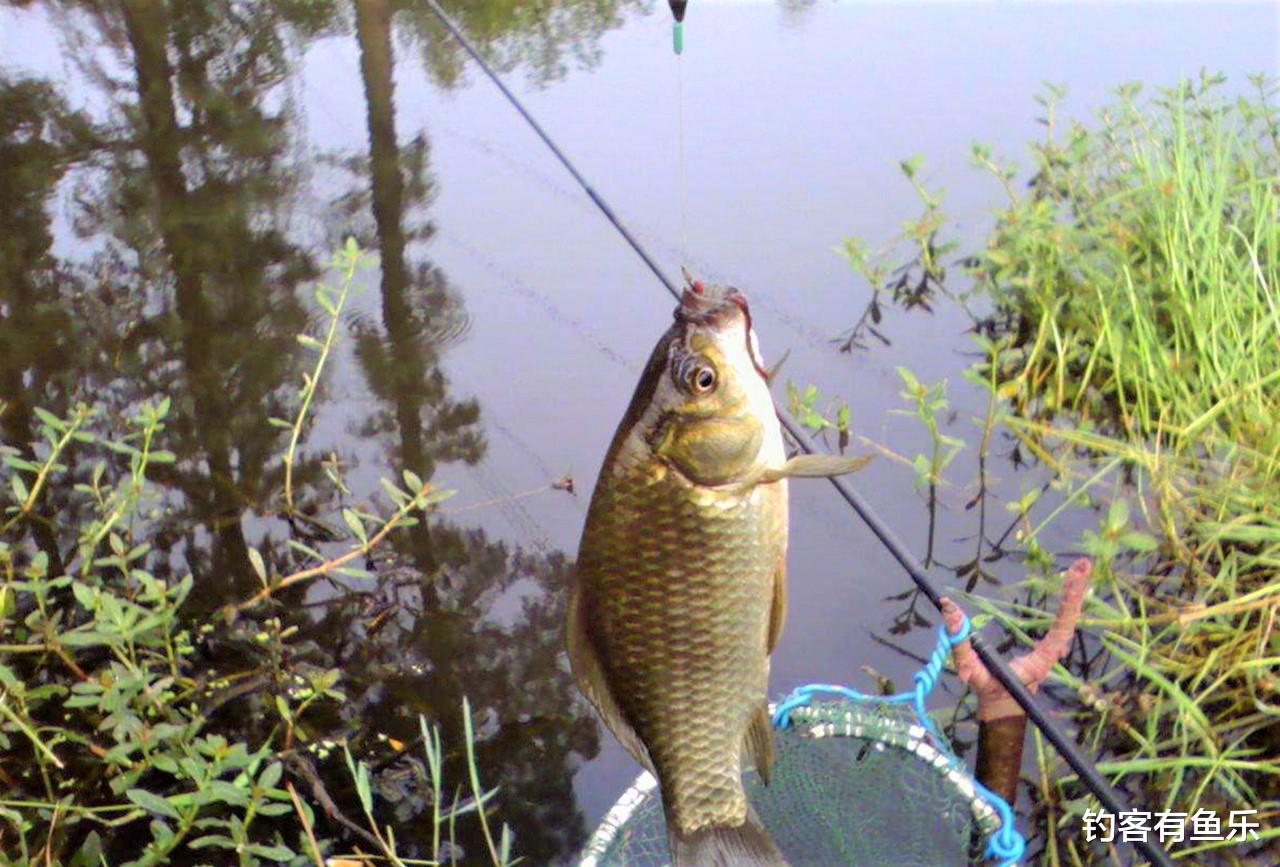 灵敏度|冬天野钓鲫鱼，钓组这样搭配，动作明显，钓的鱼多