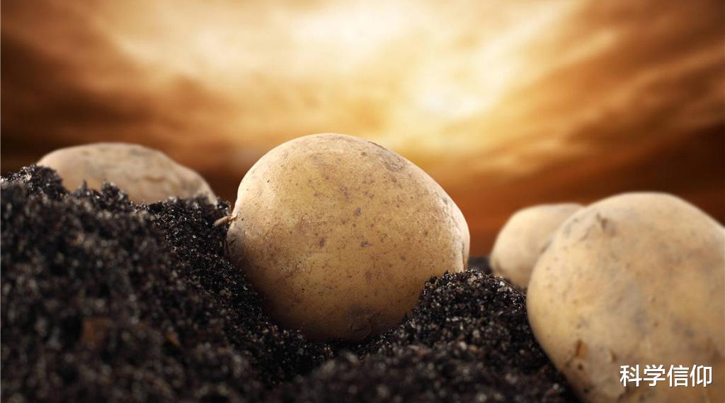 镜头|土豆主粮化,能不能用土豆代替大米?不能