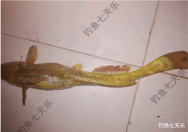 池塘|黄河涨水，“牛尾巴”鱼被冲了出来！有钓鱼人一晚上钓了几十条