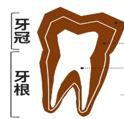 |磕掉的牙不要扔！可能怒亏几万块