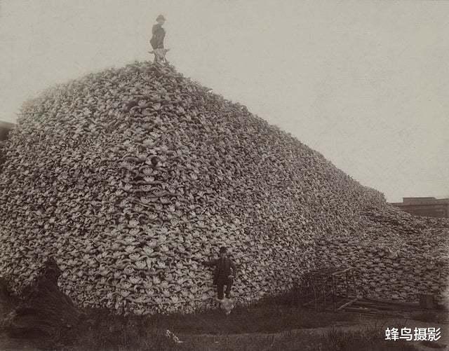 海豹 44张活久未见的照片，驴居然叼着一只狼，大白鲨撞飞海豹跃出水面捕食