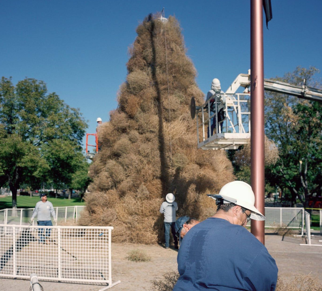 科学家 风滚草入侵全球，在美、澳肆意生长，为何在我国却很少？