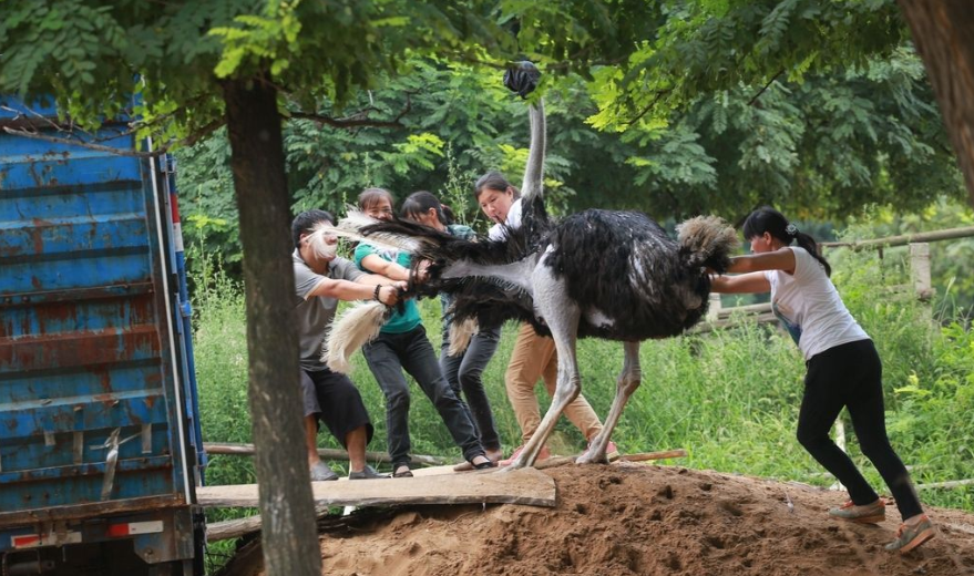鸵鸟|江苏：男子私闯鱼塘钓鱼，被庞然大物攻击，没敢找塘主就跑了