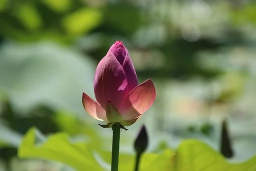 小溪聊情感|老婆：我们搬出去住吧，老公：那我和我妈商量一下，妈宝男的婚姻要如何继续