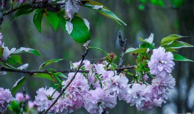 泰国旅游 遇见樱花绽放的美丽，千姿百态的花朵满树烂漫，清新迷人的花卉