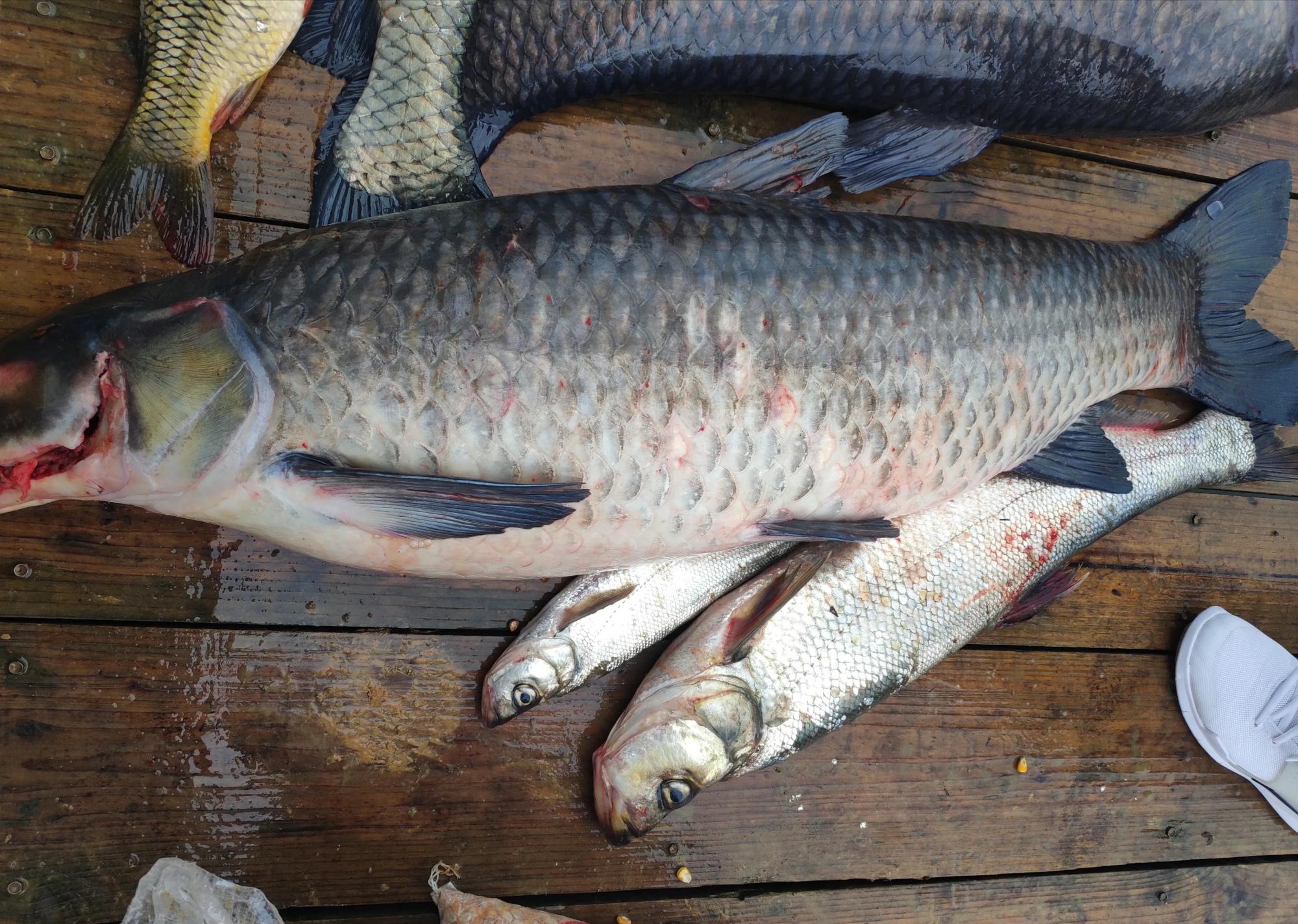 |红水河守钓10天,鱼获500多斤全带走,引网友吐槽:太贪心