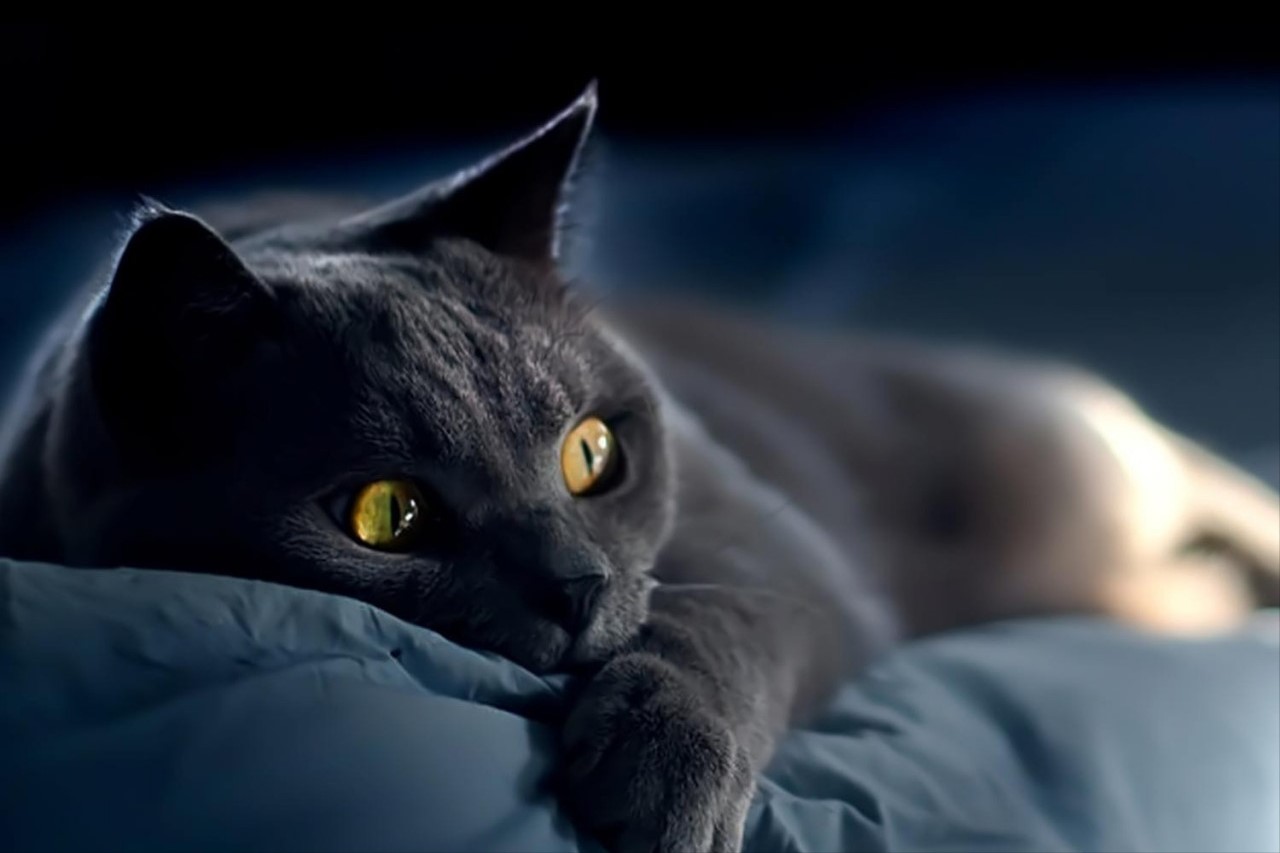 地球上最凶狠的6种野猫,狞猫能够一跃4米,猞猁竟敢单挑狼群?